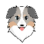 AustralianShepherd