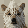 wrapped dog
