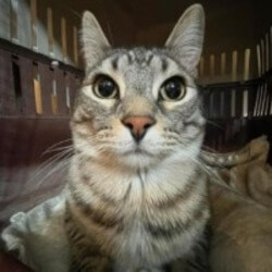 Predicción de Precio de Zazu