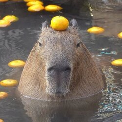Logo capybara