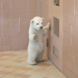 Calm Bear