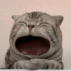 maow