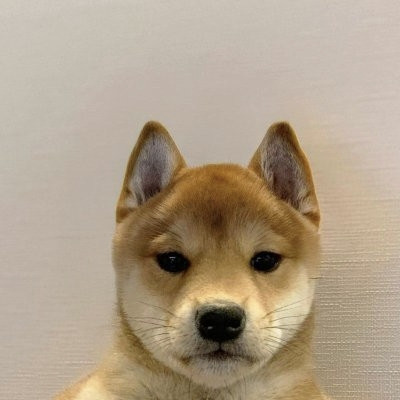 It s just a Dog