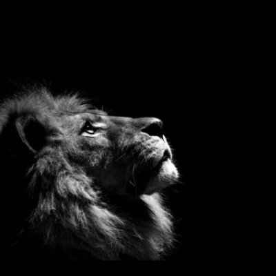The Lion