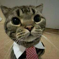 لوگو MarketCat
